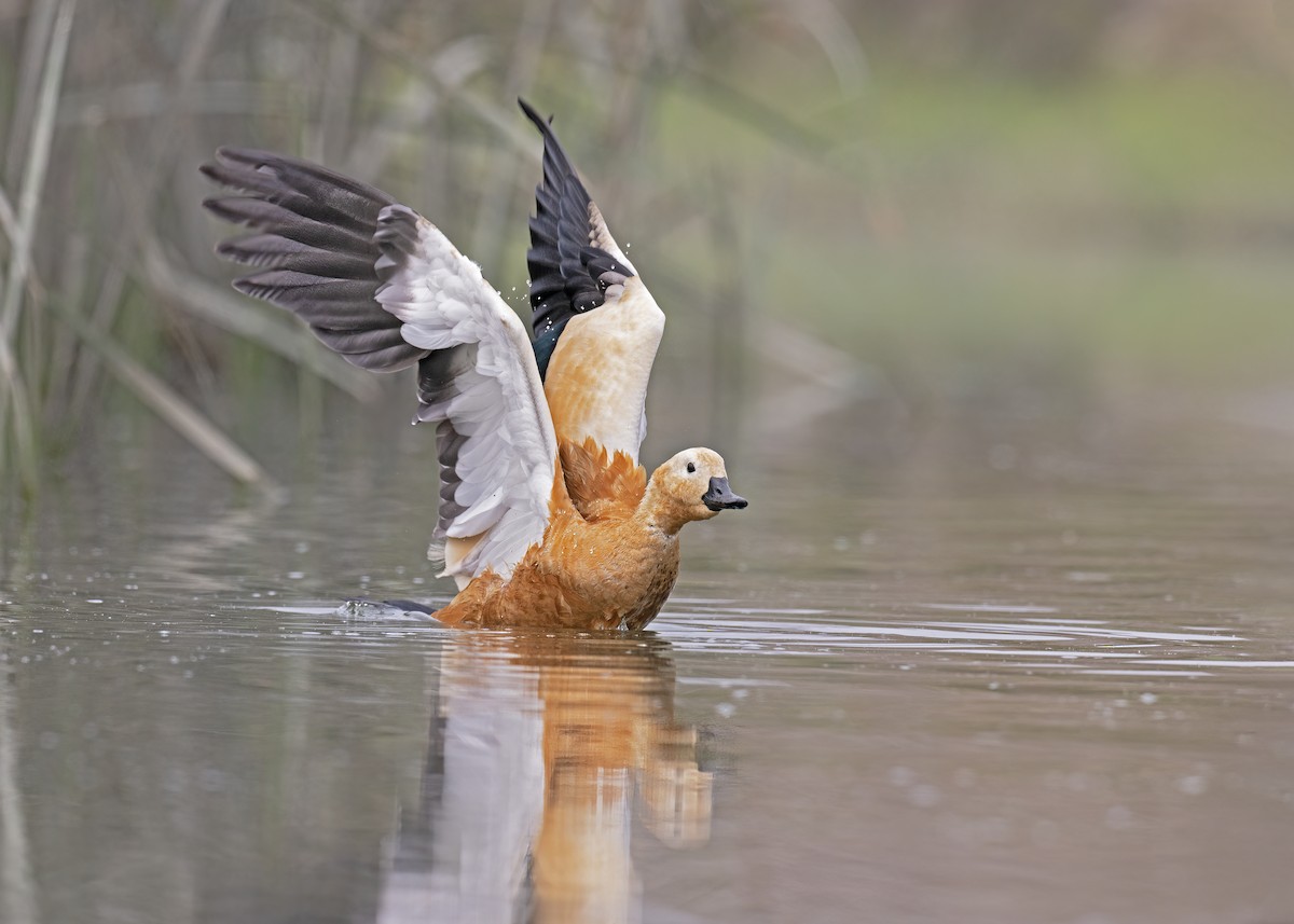 Ruddy Shelduck - Arpit Bansal