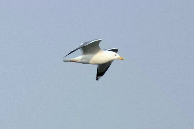 Herring Gull (Mongolian) - ML538866161