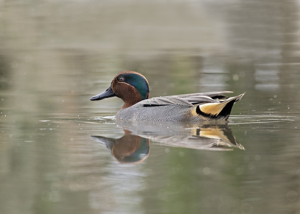 Green-winged Teal (Eurasian) - ML538866341