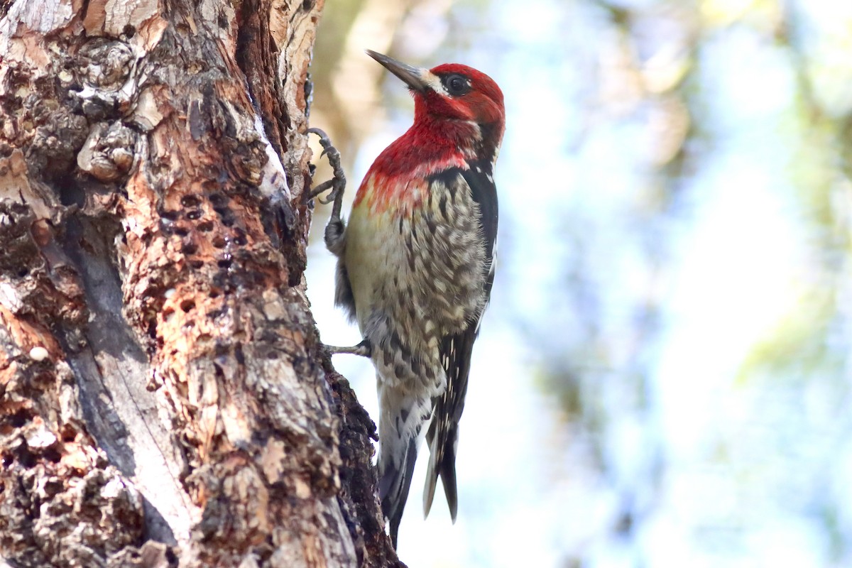Red-breasted Sapsucker - Andrew Masaitis