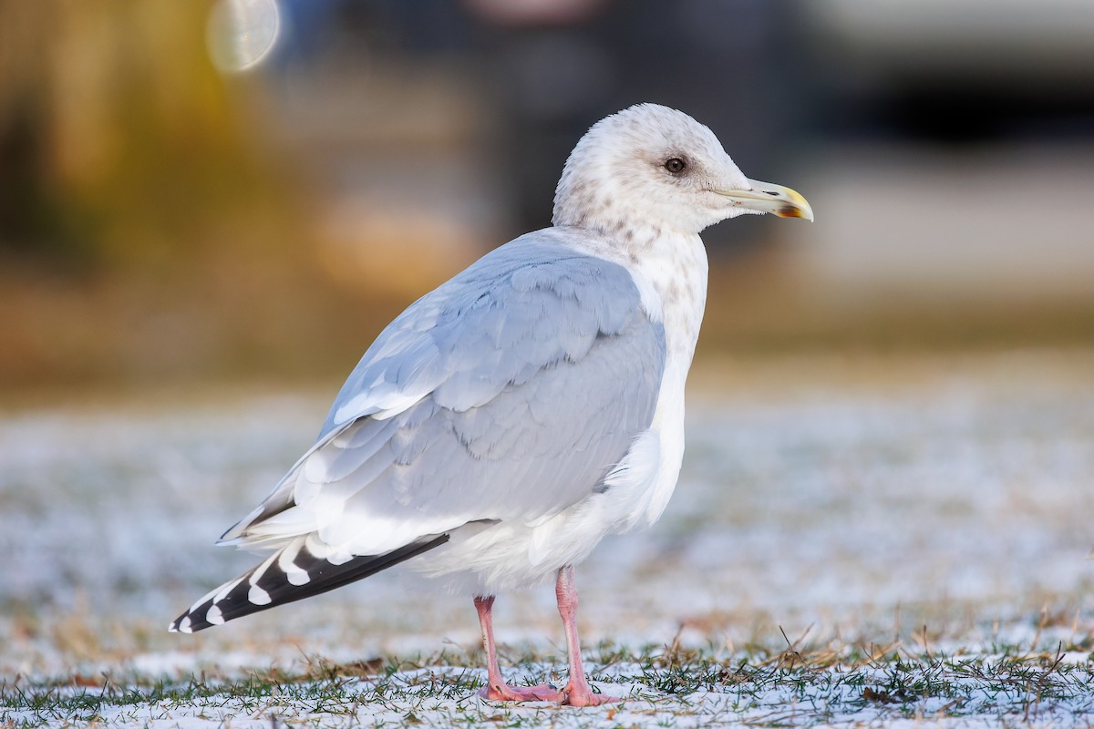 Iceland Gull (Thayer's) - Frank Lin