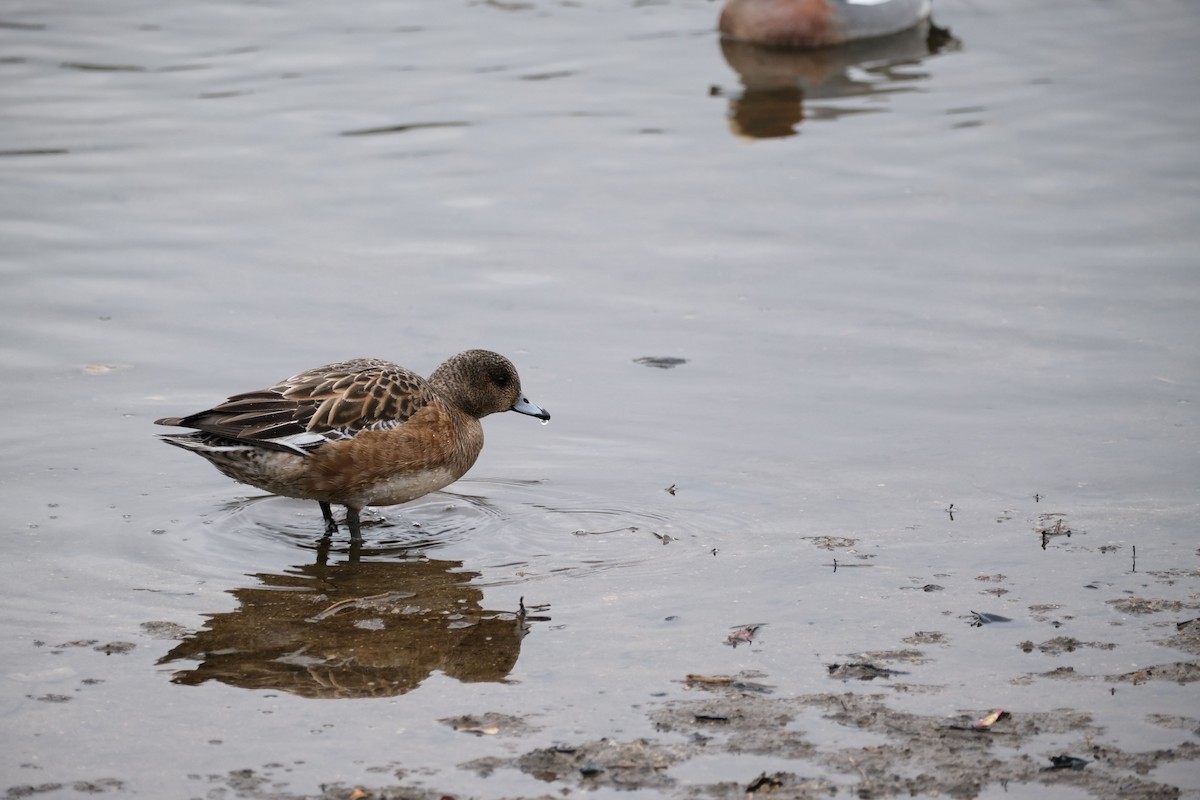 Eurasian Wigeon - ML538868001