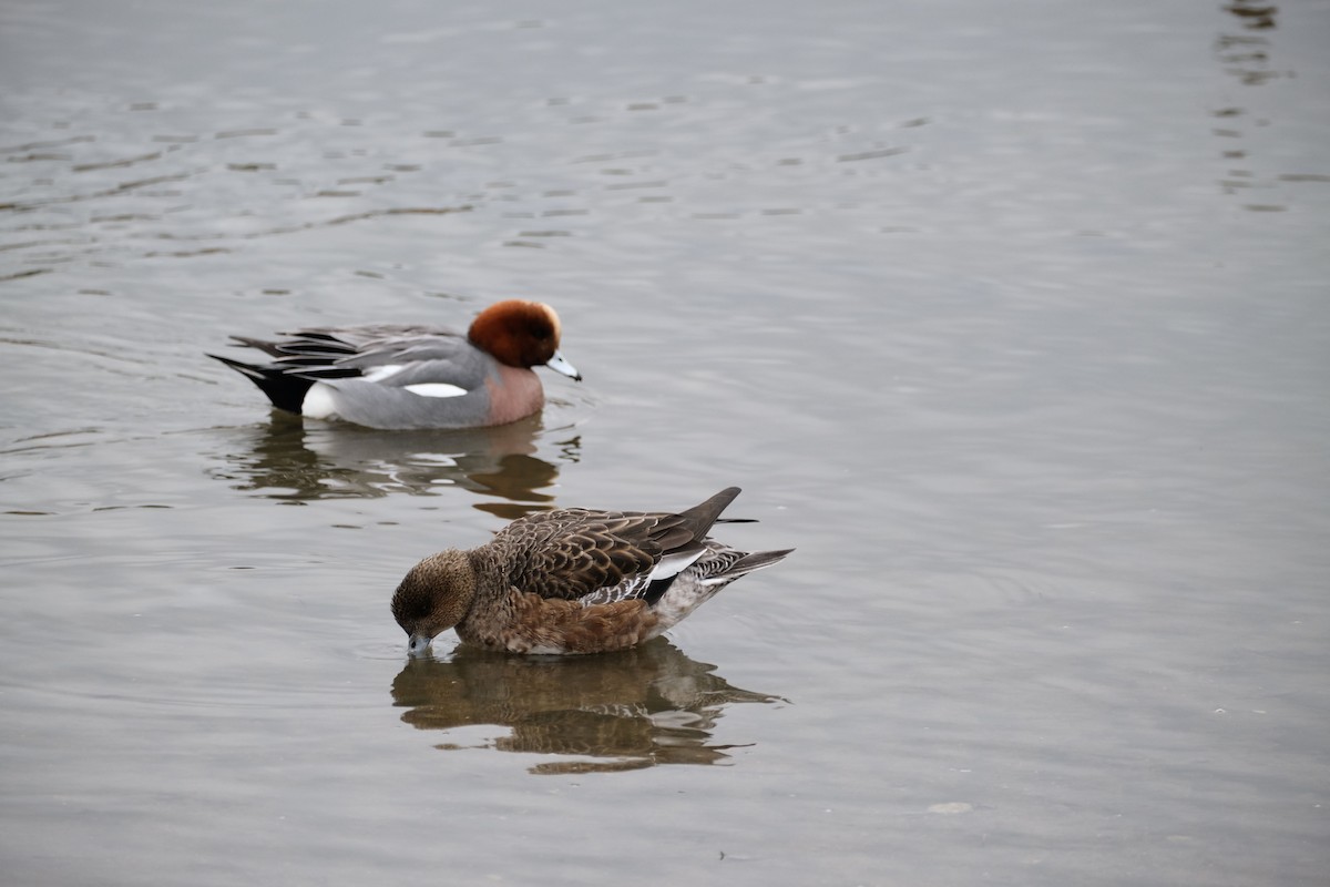 Eurasian Wigeon - ML538868011