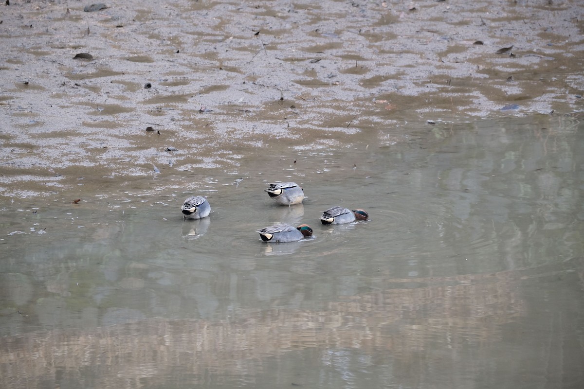 Green-winged Teal - ML538868021