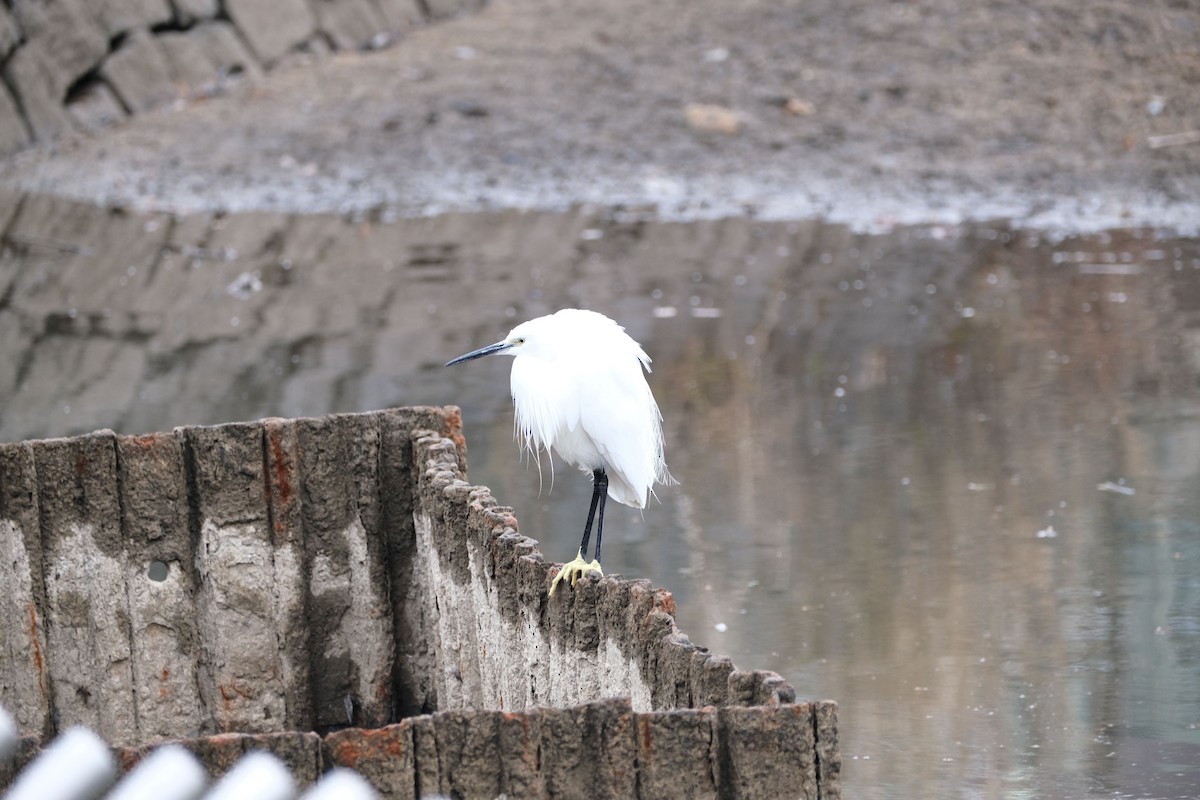 Little Egret - ML538868051