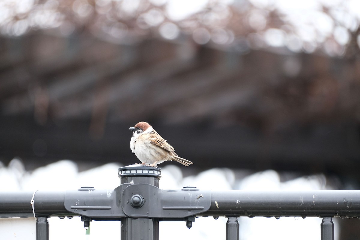 Eurasian Tree Sparrow - ML538868061