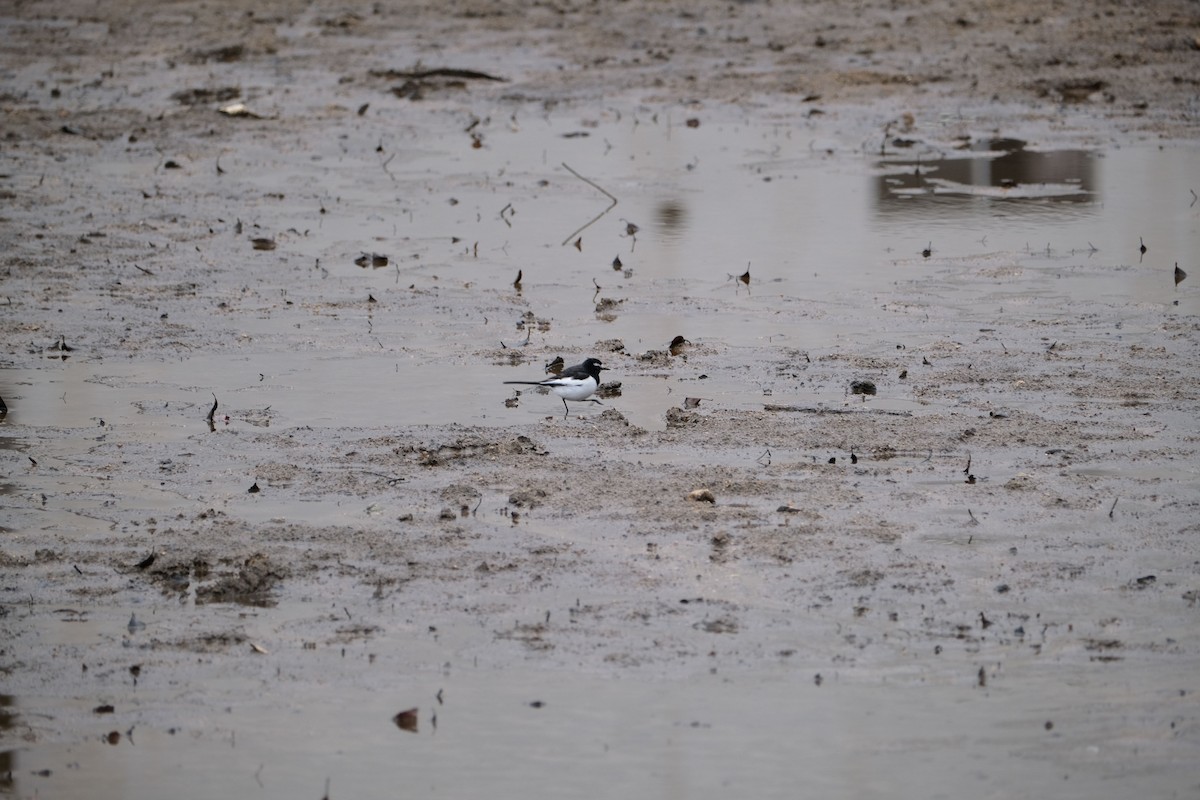 Japanese Wagtail - ML538868081