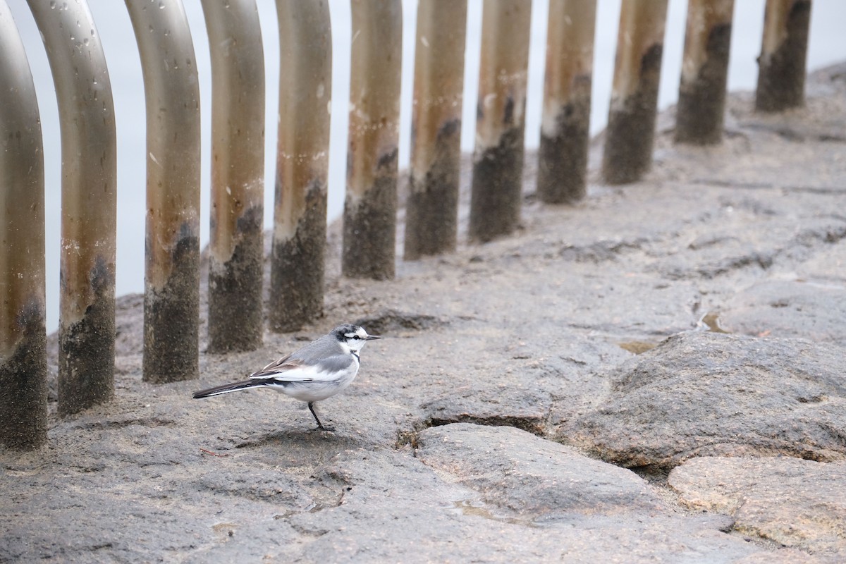 White Wagtail - ML538868101