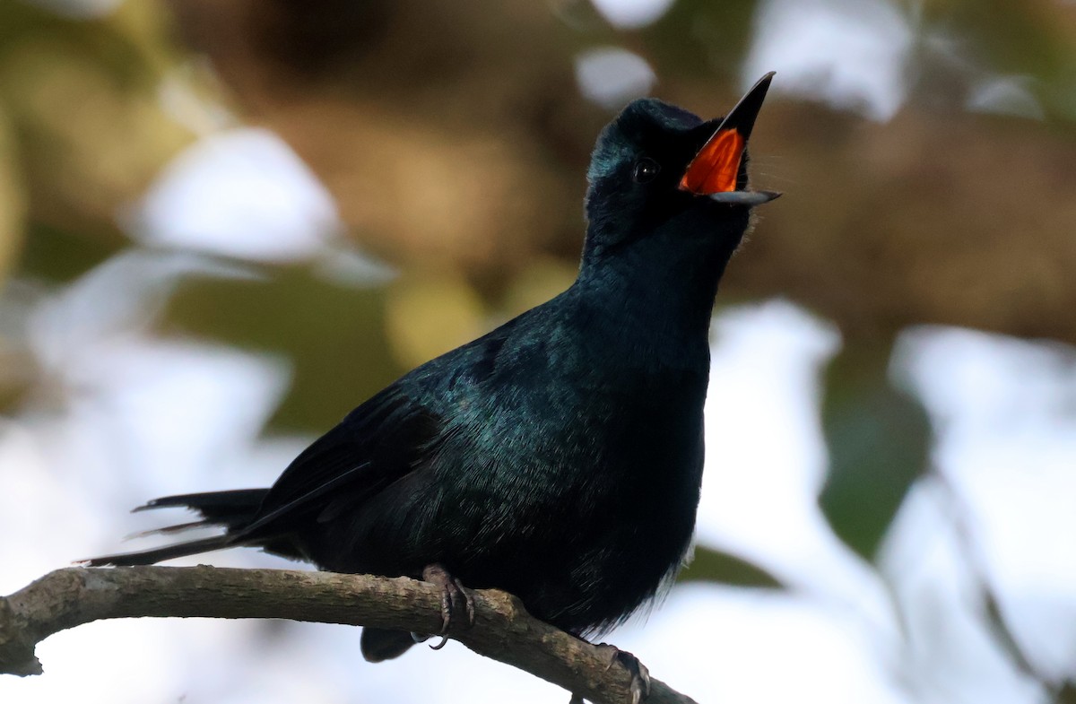 Shining Flycatcher - ML538868981