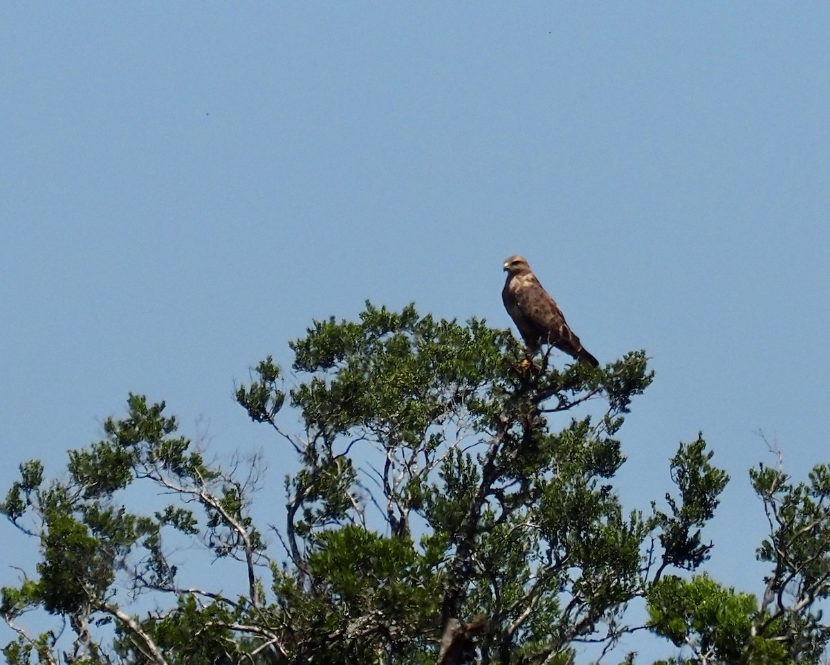 Jackal Buzzard - ML538868991