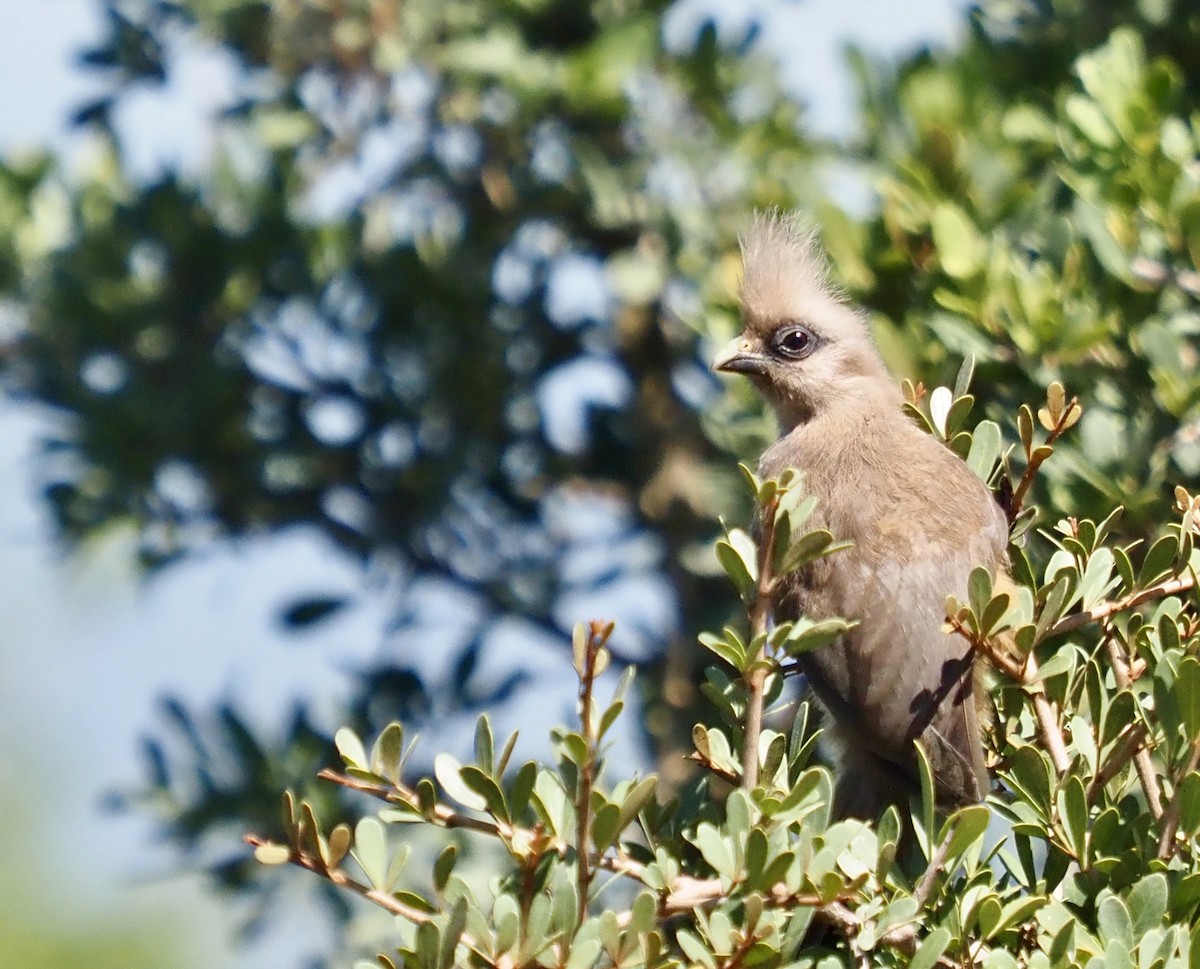 Speckled Mousebird - ML538869101