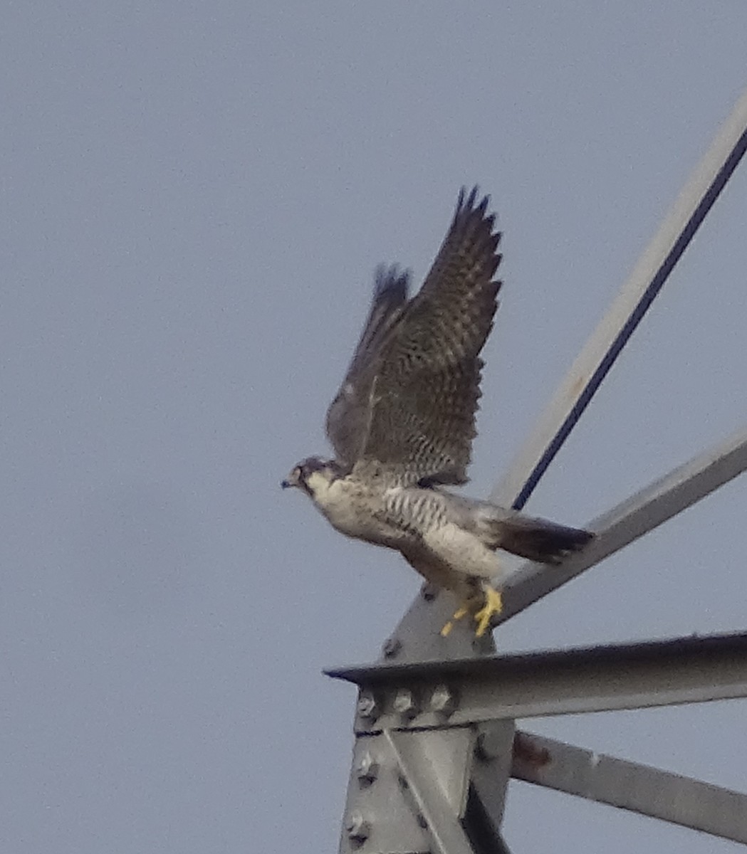 Peregrine Falcon (Tundra) - Miguel A.  Pinto Cebrián
