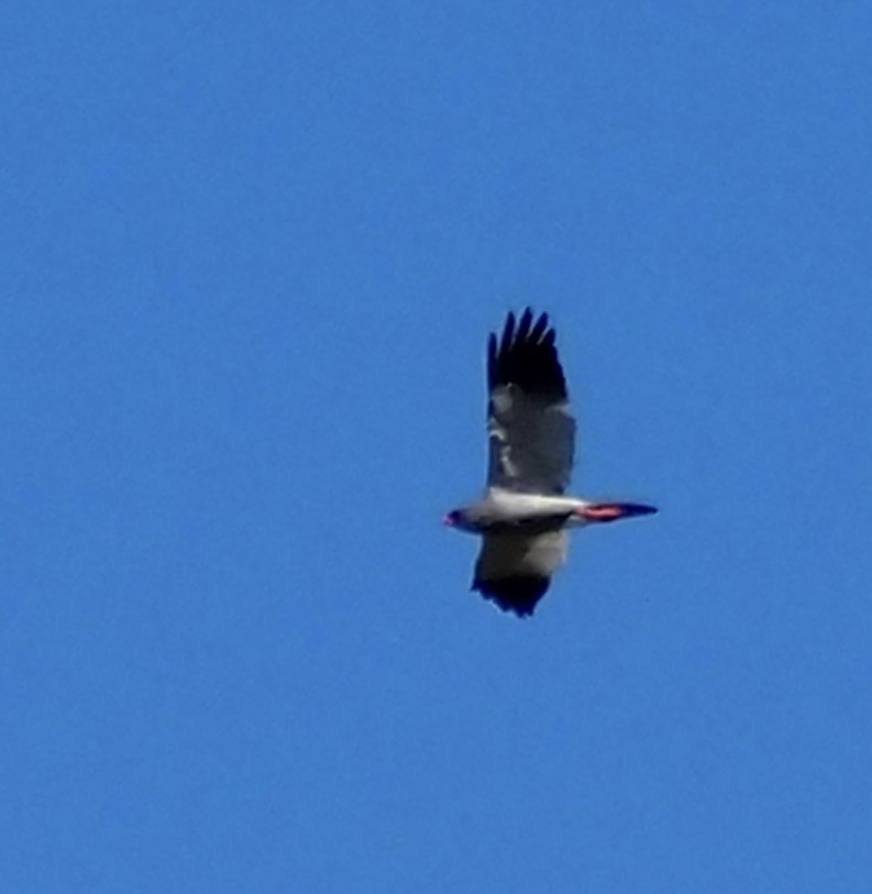 Pale Chanting-Goshawk - Cheshta Buckley