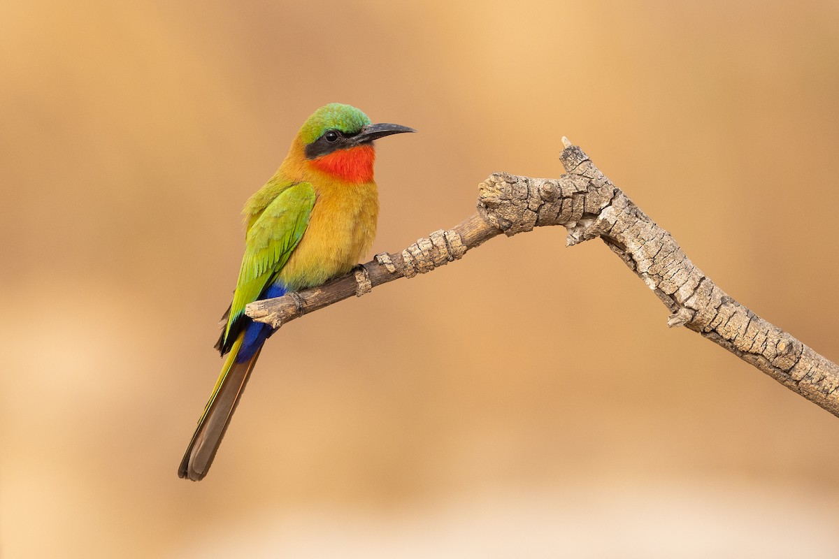 Red-throated Bee-eater - ML538869791