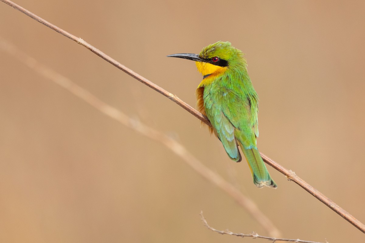 Little Bee-eater - Marcin Kojtka
