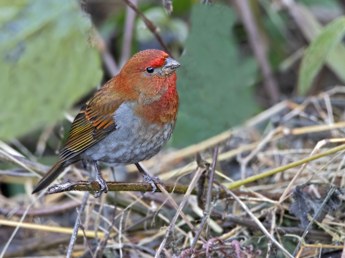 Crimson-browed Finch - ML538870191