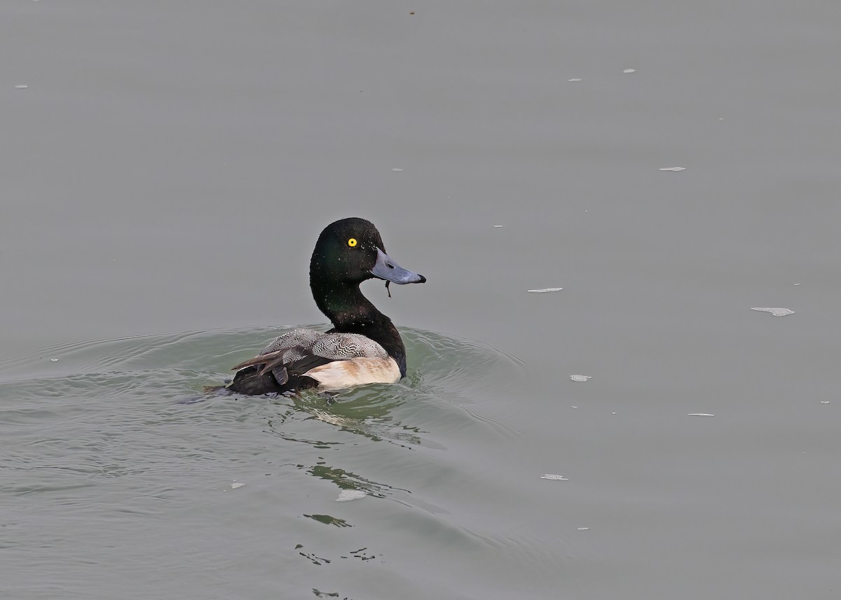 Greater Scaup - Arpit Bansal