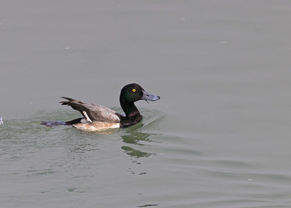 Greater Scaup - Arpit Bansal