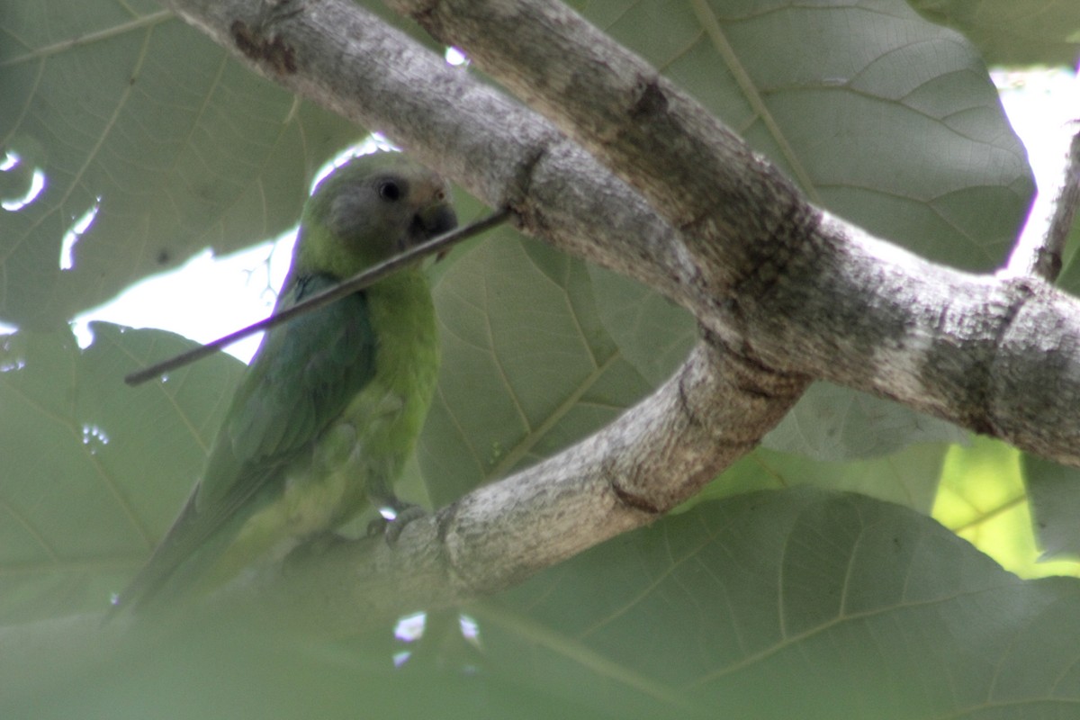 Plum-headed Parakeet - ML538870791