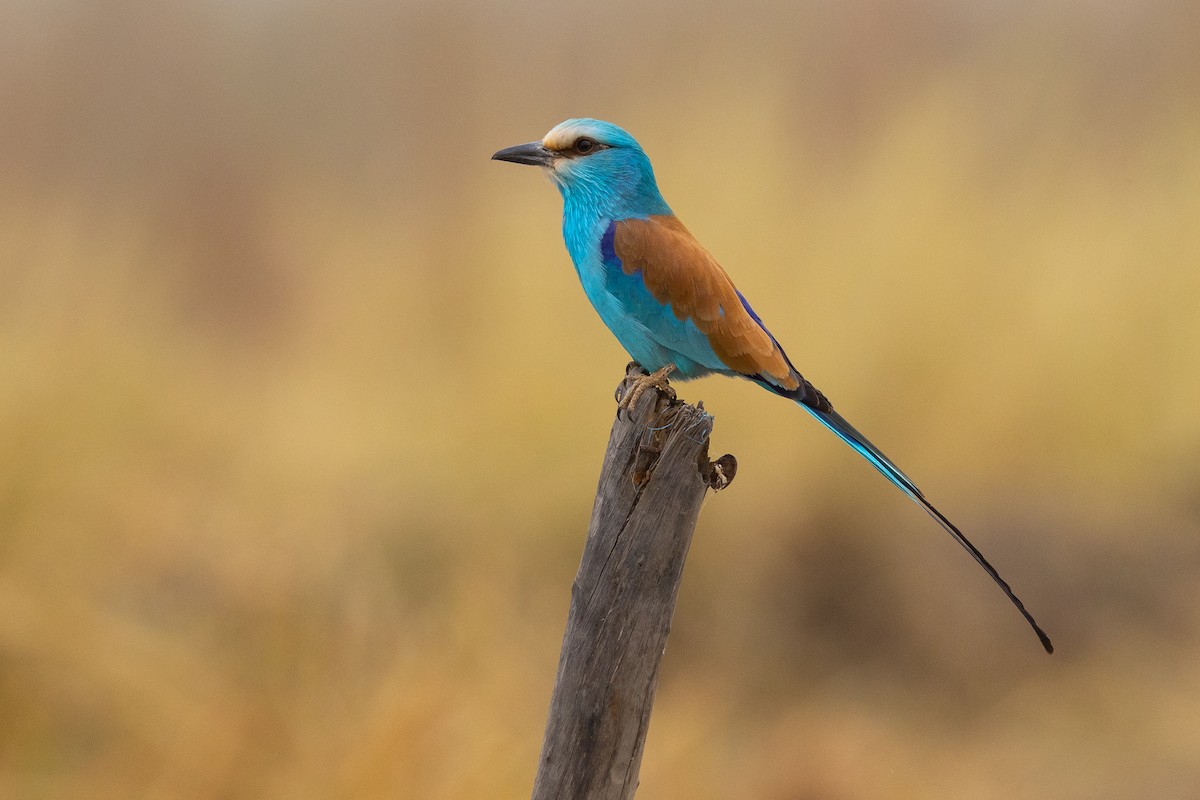 Abyssinian Roller - ML538870951