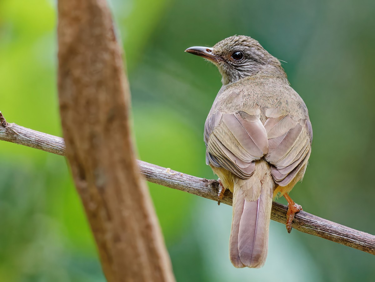 Ashy-fronted Bulbul - ML538871191