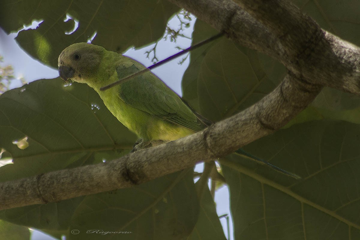 Plum-headed Parakeet - ML538871341