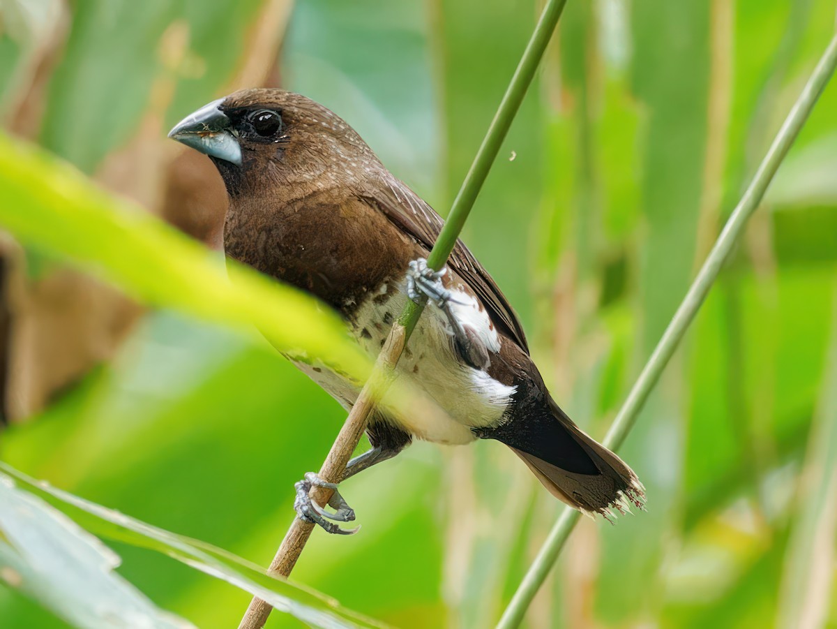 White-bellied Munia - ML538871521