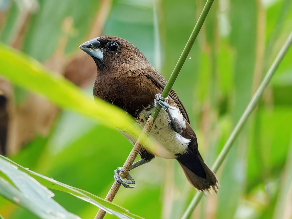 White-bellied Munia - Ravi Iyengar