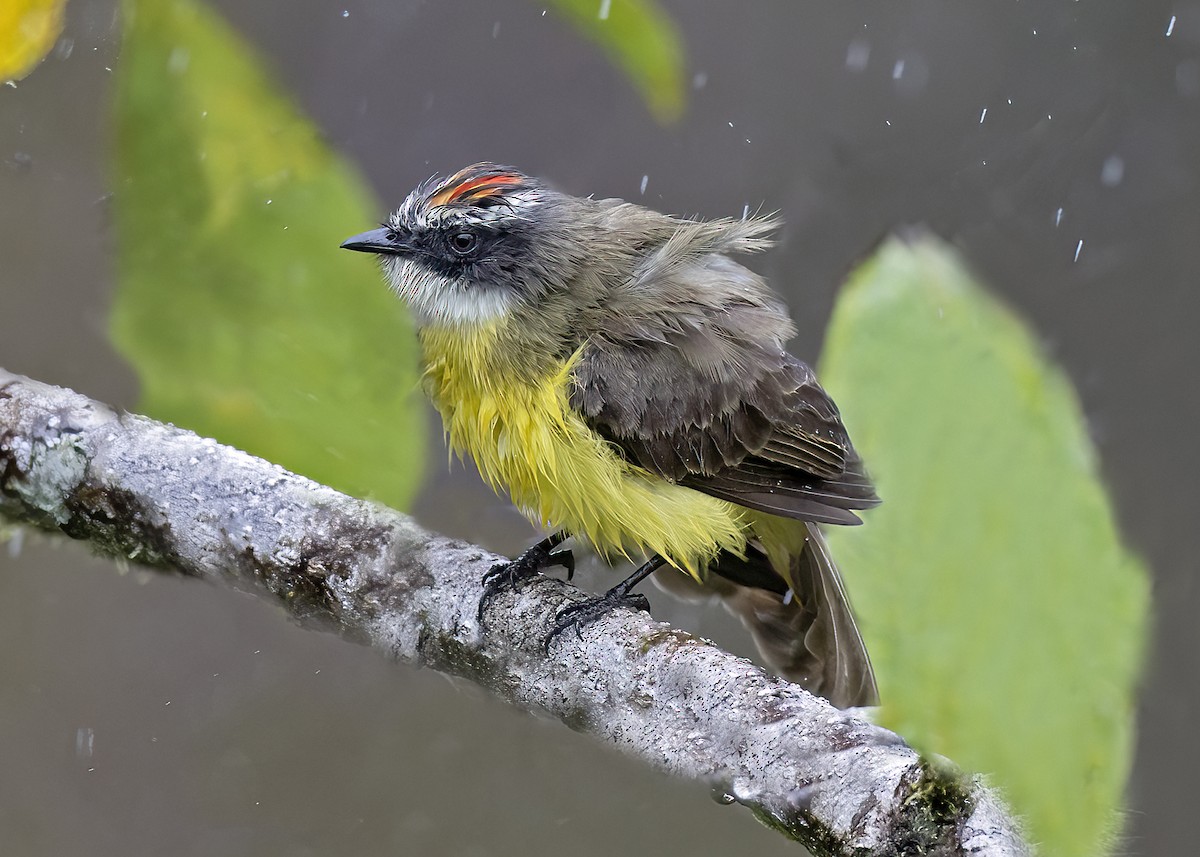Social Flycatcher - ML538871551