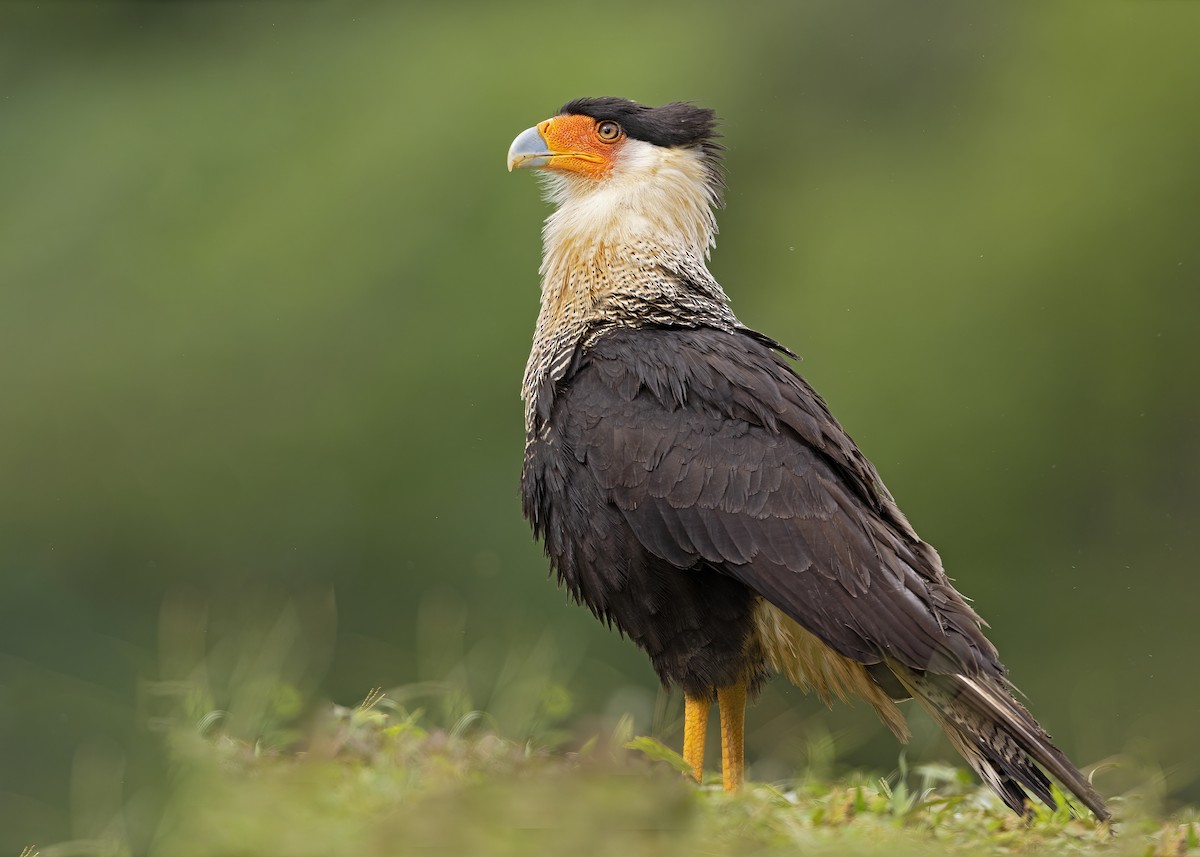 Caracara huppé - ML538871611