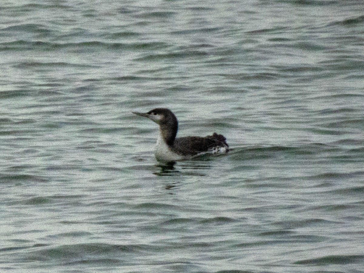 Red-throated Loon - ML538874301