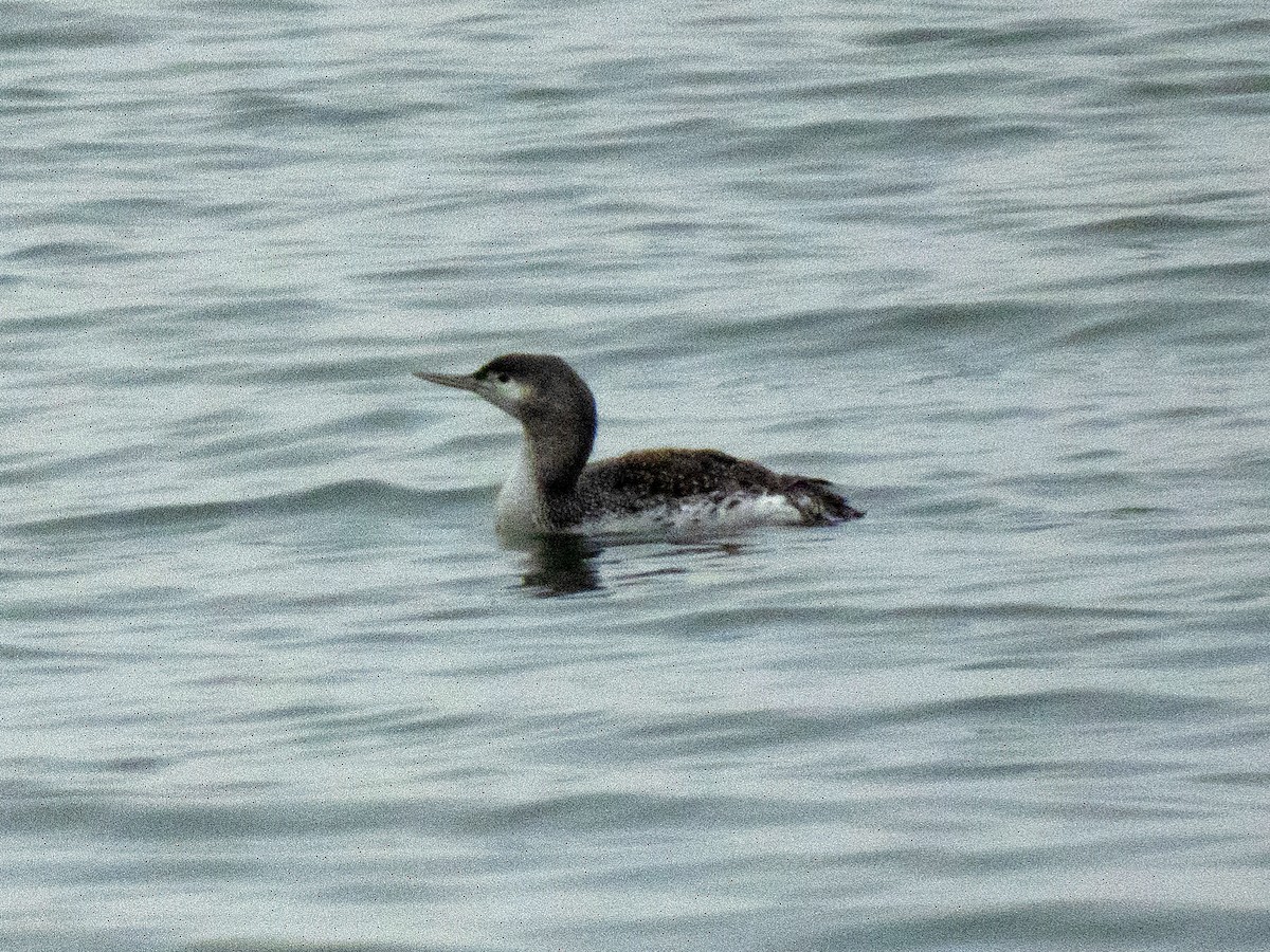Red-throated Loon - ML538874311