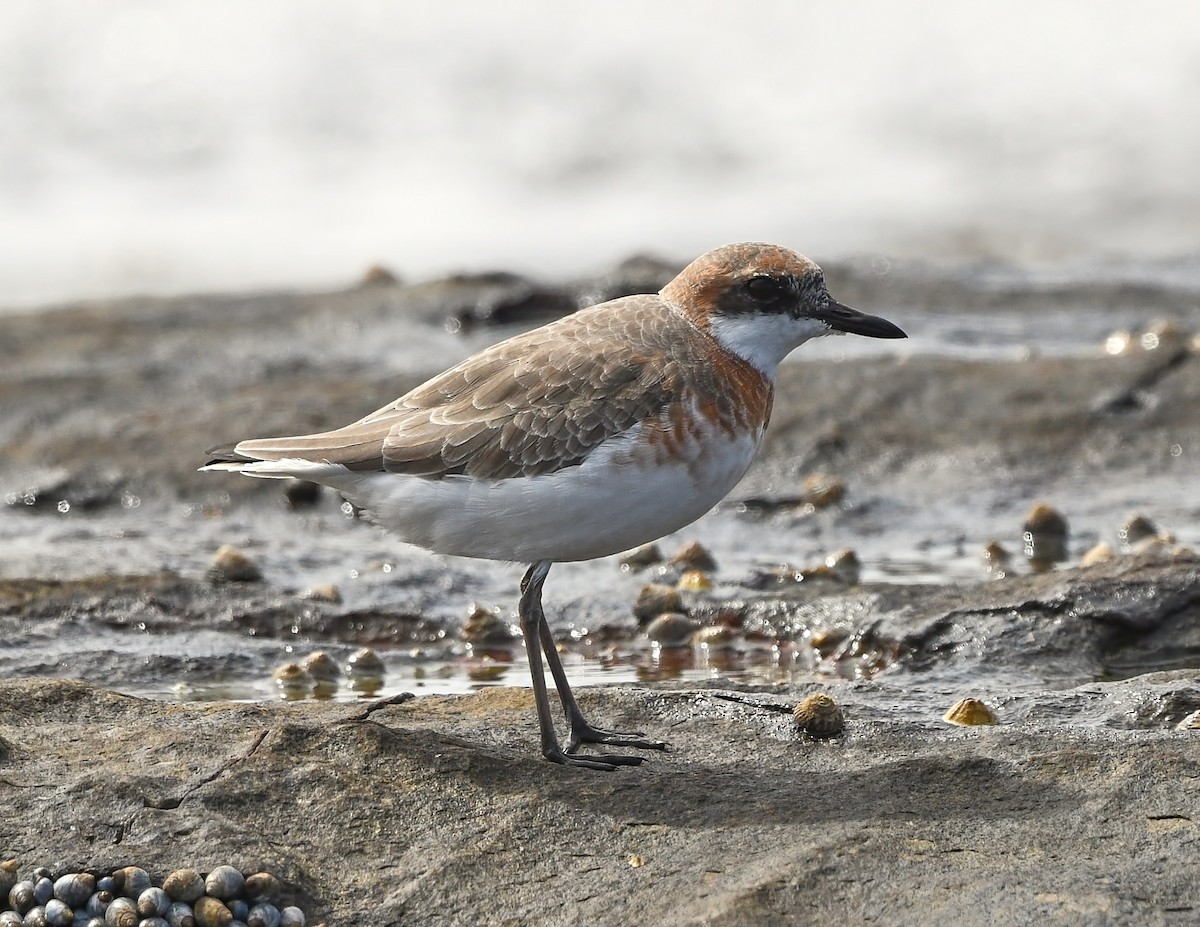 sand-plover sp. - ML538874421