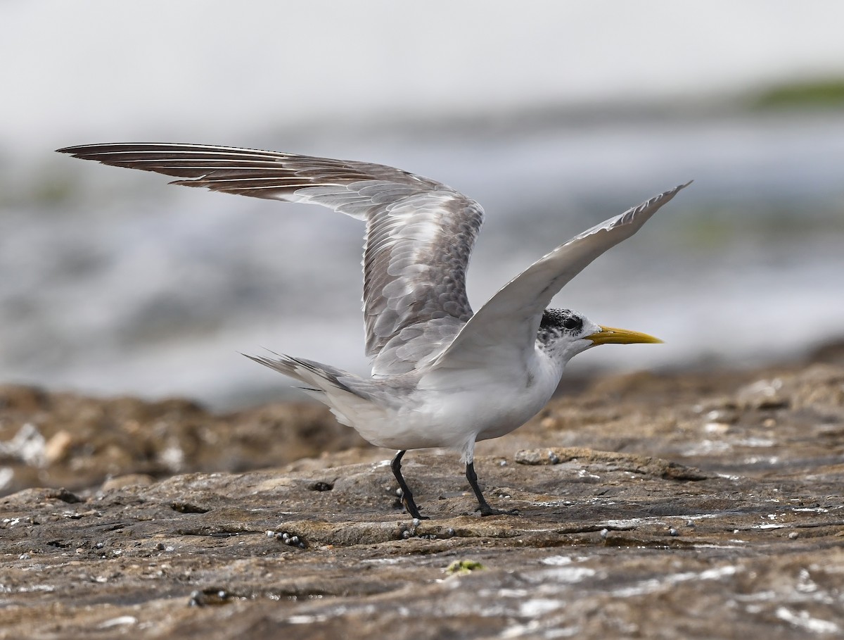 Great Crested Tern - Steven McBride