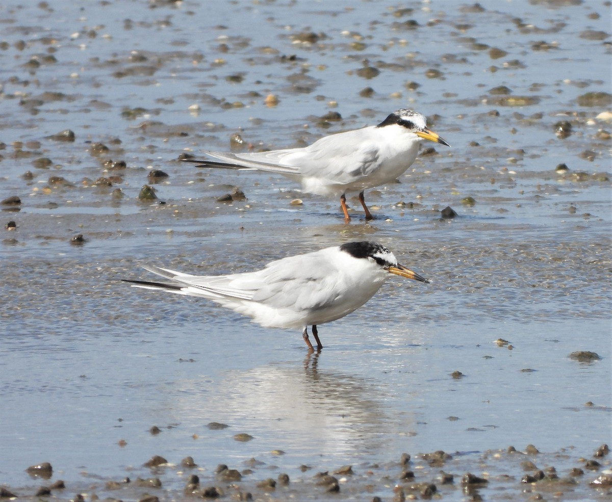 Little Tern - ML538875471