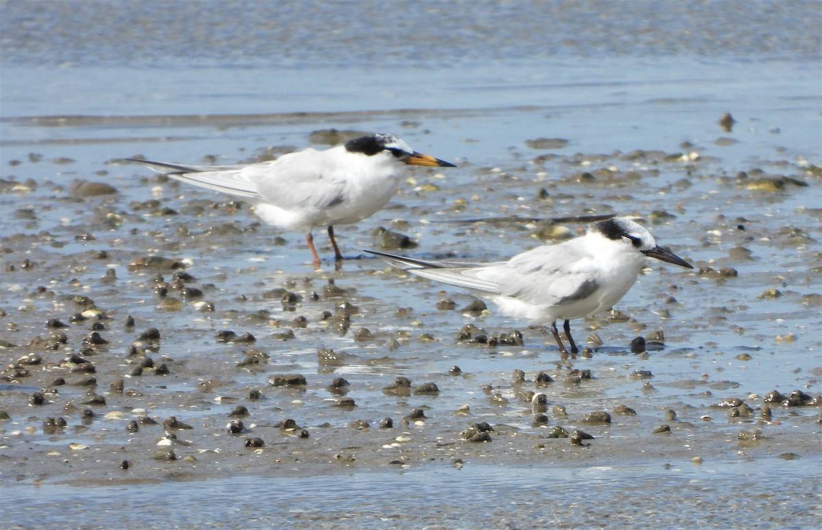 Little Tern - ML538875511