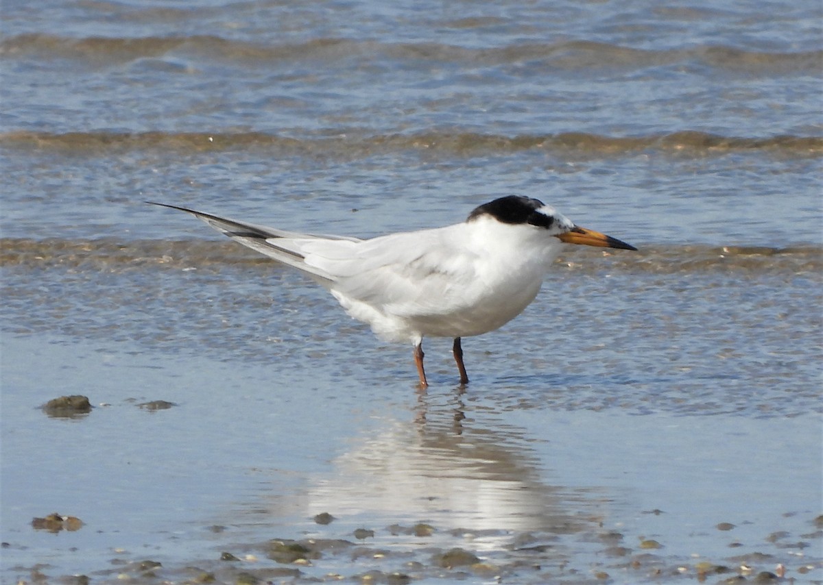 Little Tern - ML538875531