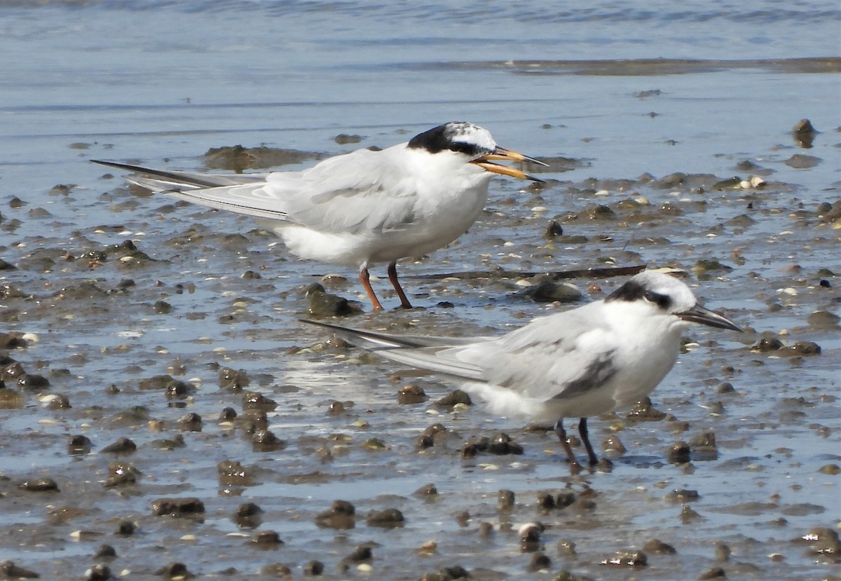 Little Tern - ML538875541