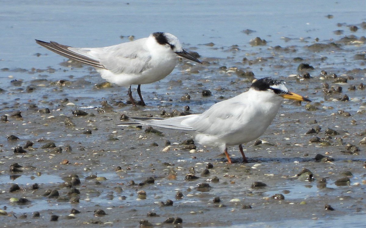 Little Tern - ML538875551