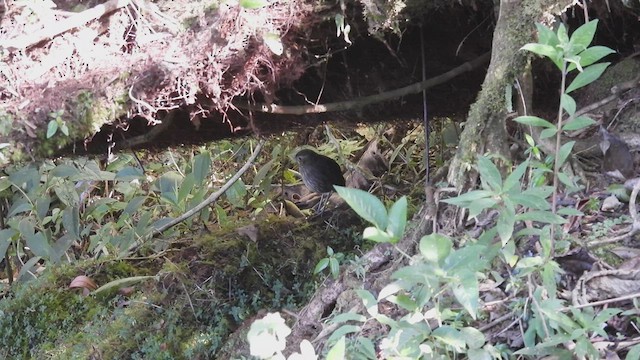 Cundinamarca Antpitta - ML538877111