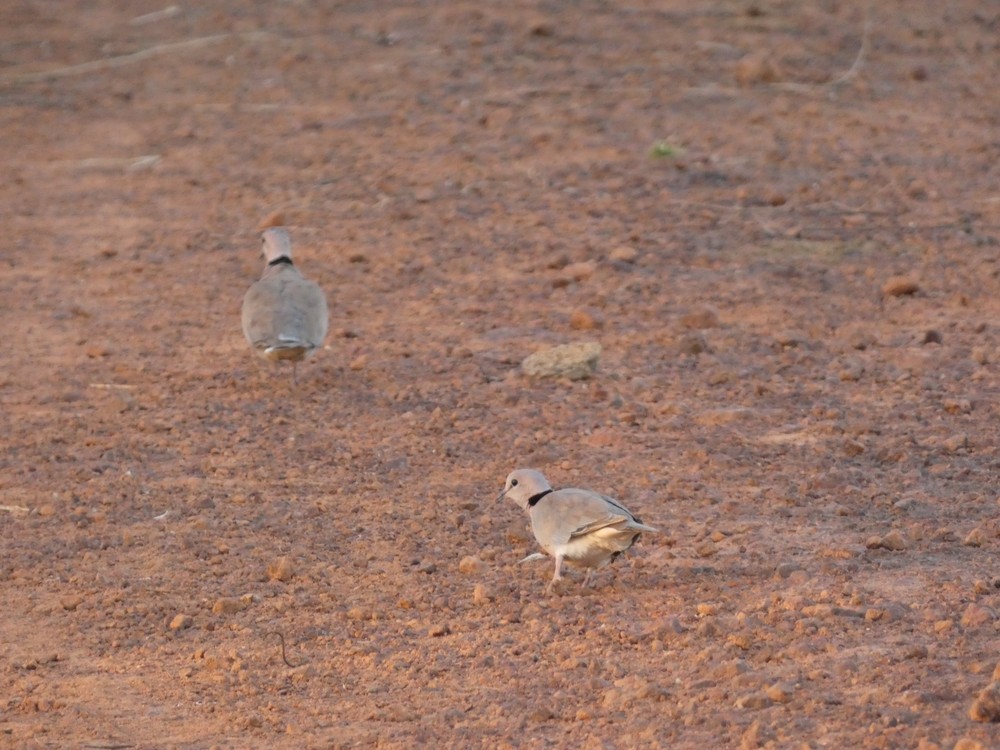 Vinaceous Dove - ML538877191