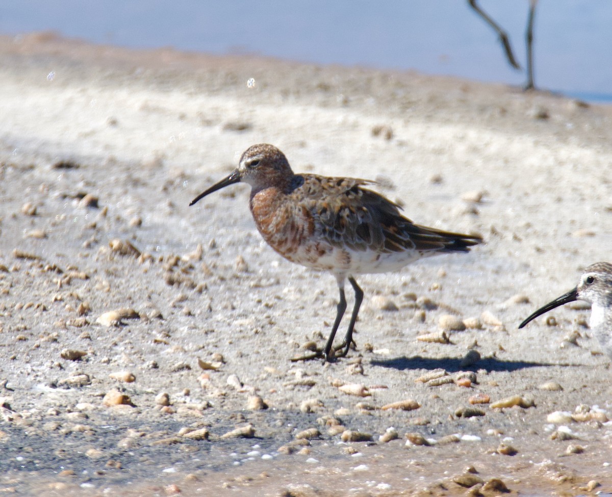 Curlew Sandpiper - ML538877391