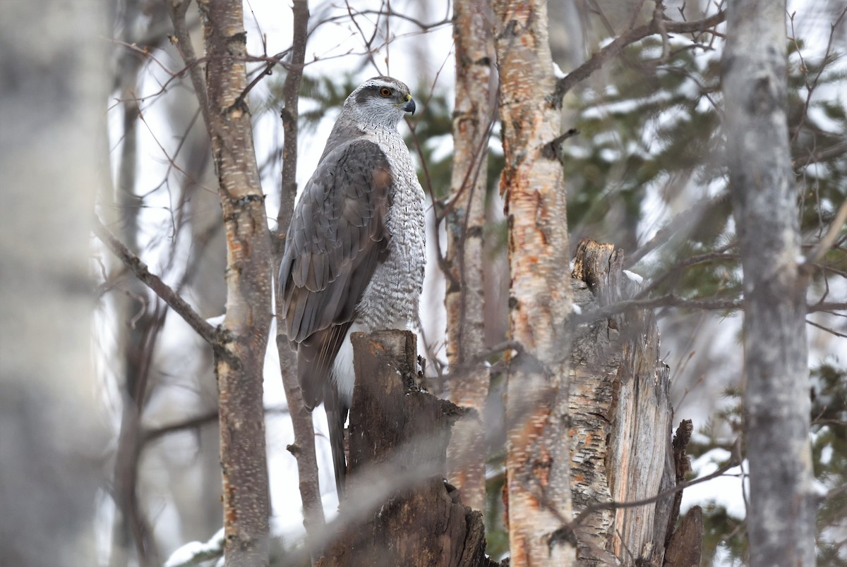 American Goshawk - ML538877601