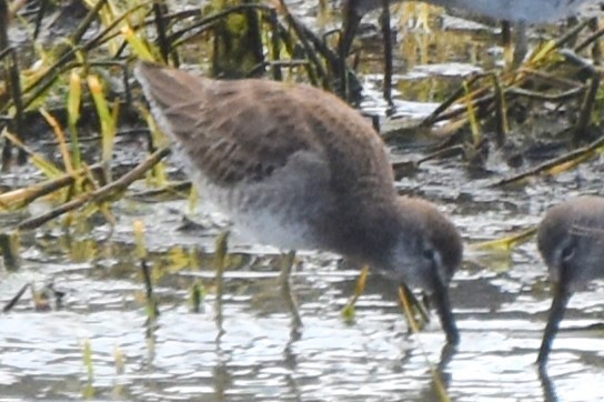 Long-billed Dowitcher - ML538878201