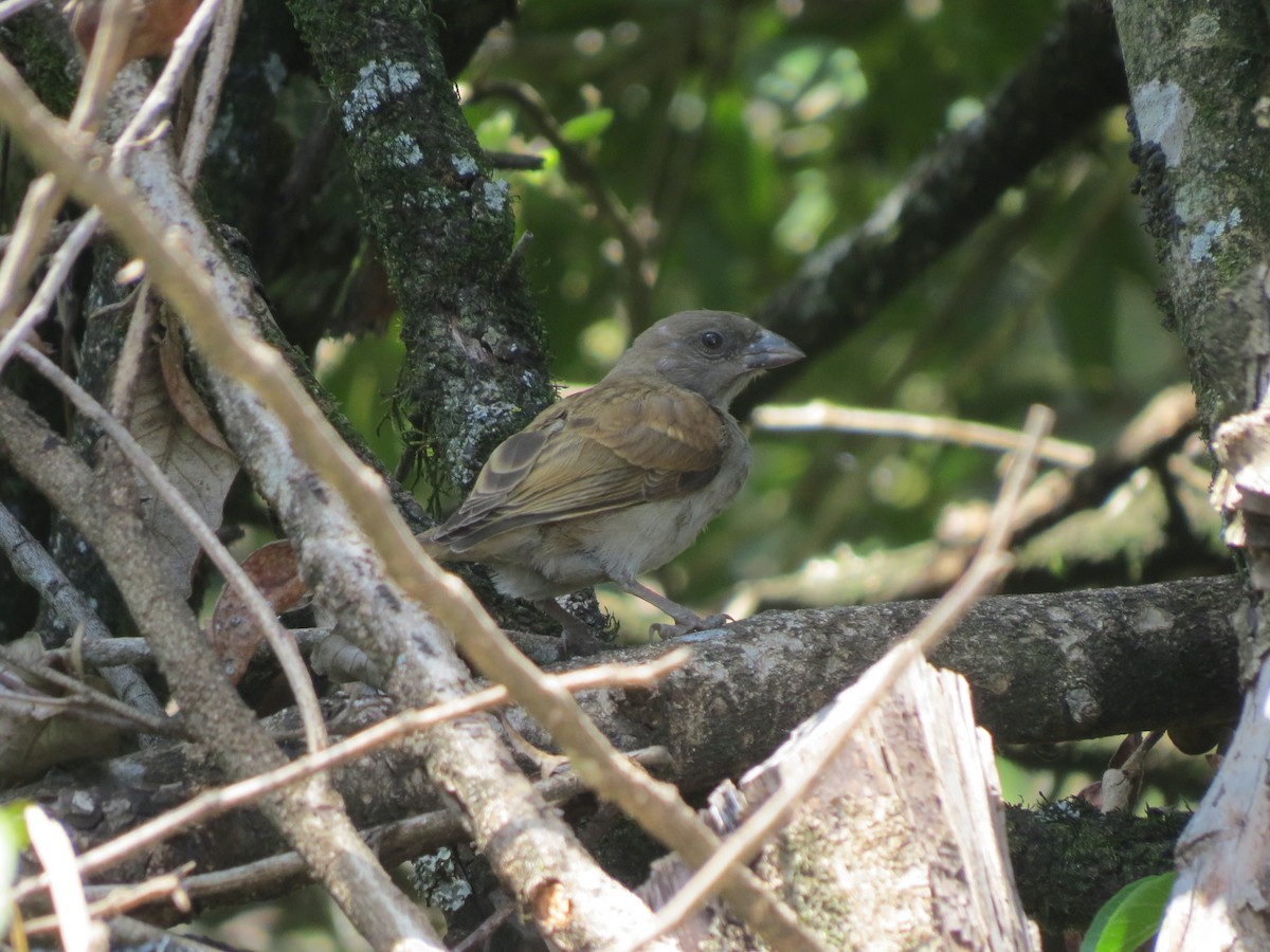 Northern Gray-headed Sparrow - ML53887971