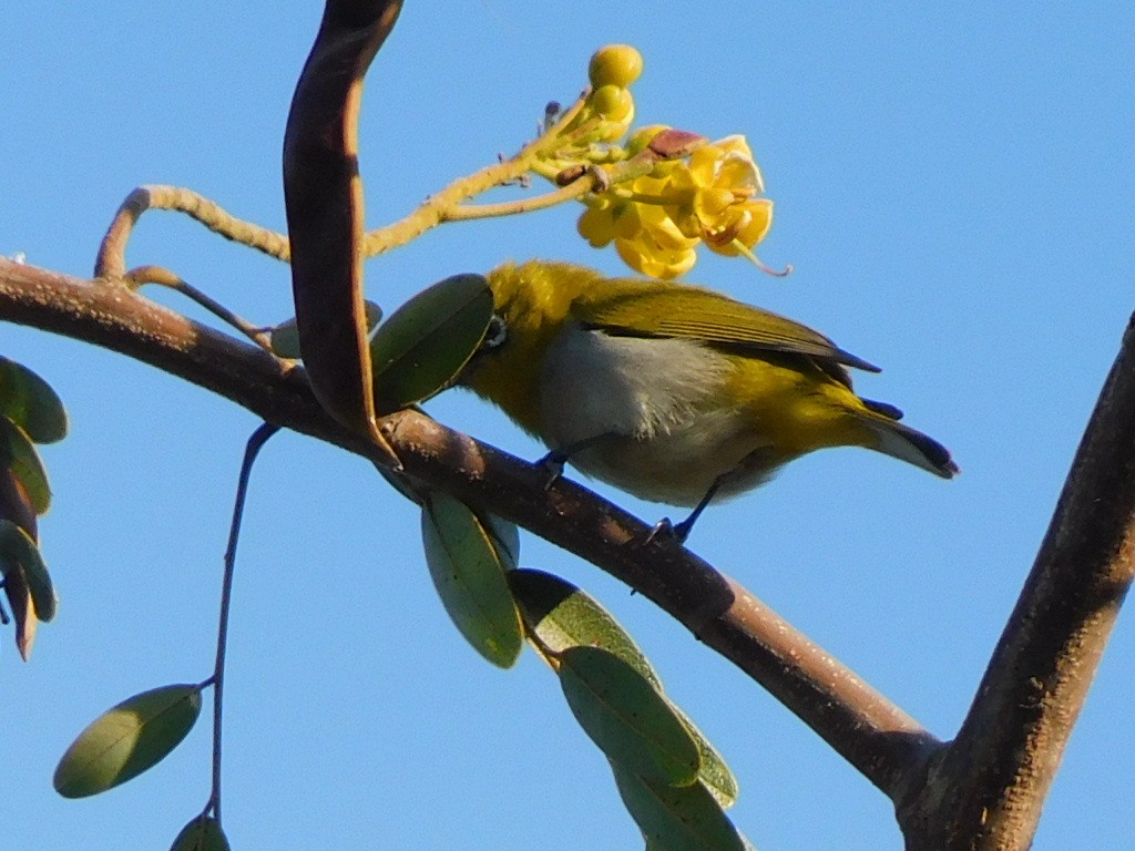 Indian White-eye - Shilpa Gadgil