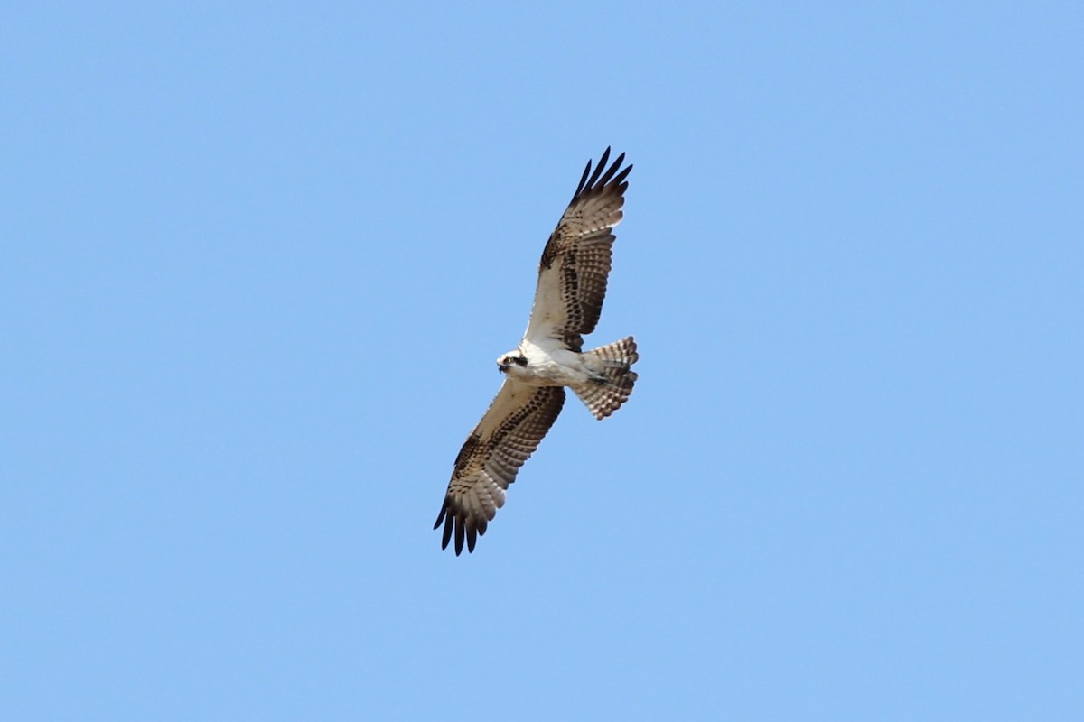 Balbuzard pêcheur - ML538880301