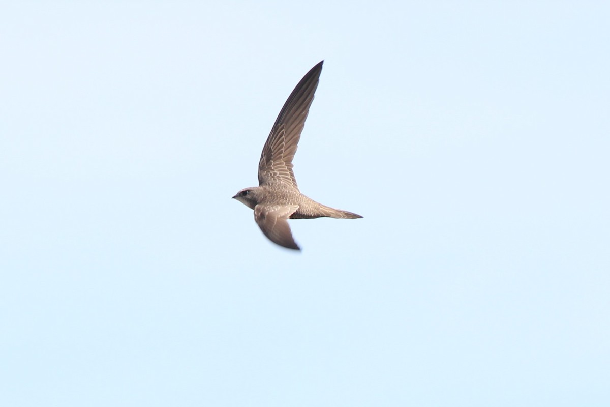 Pallid Swift - ML538880411