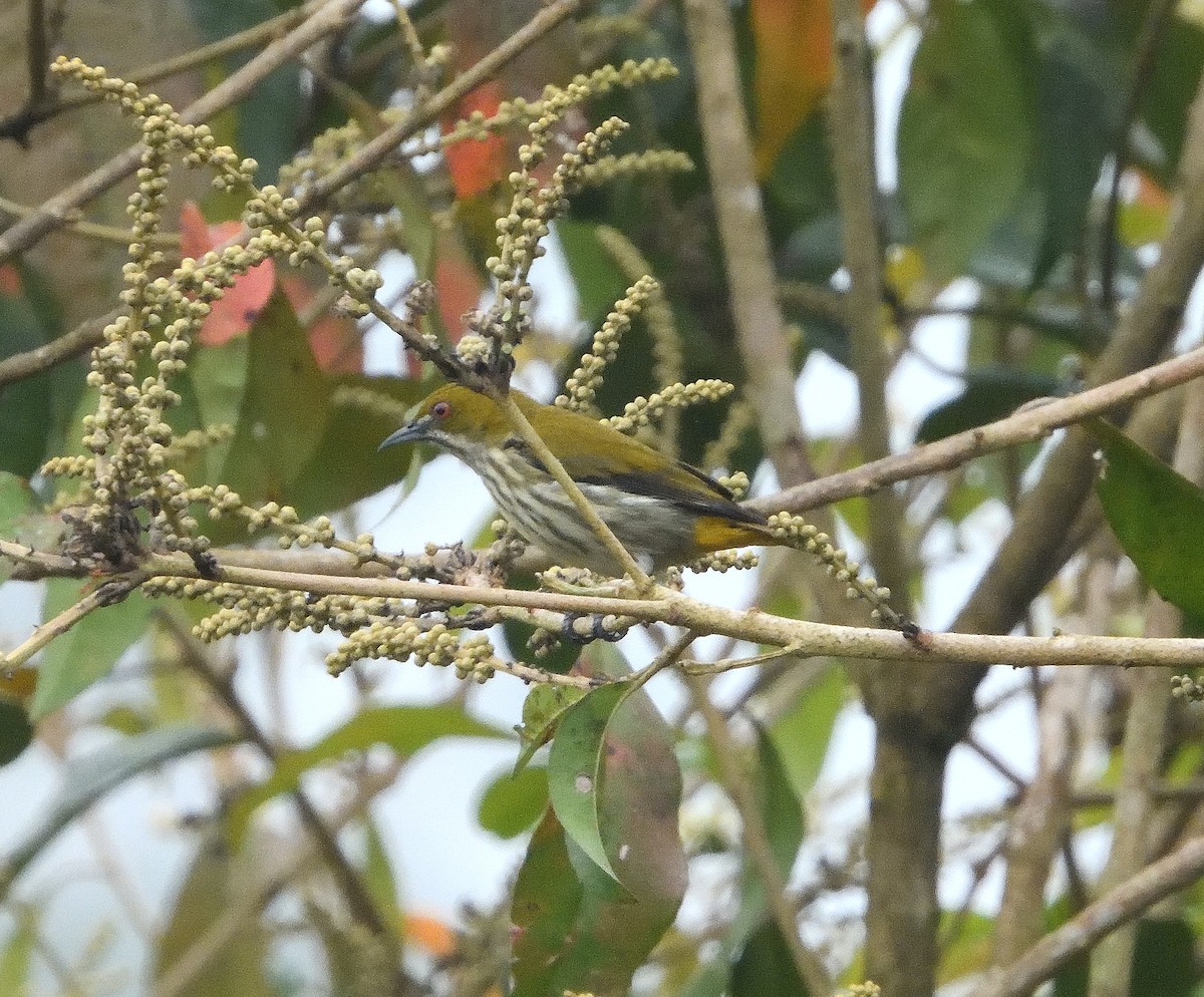 Yellow-vented Flowerpecker - ML538881311