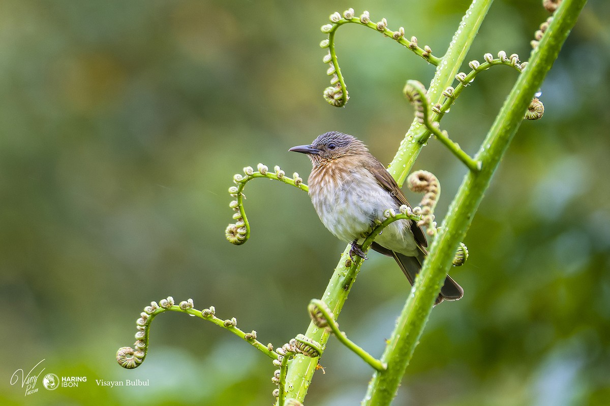 Visayan Bulbul - ML538881891